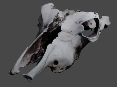 Cow skull 3D model