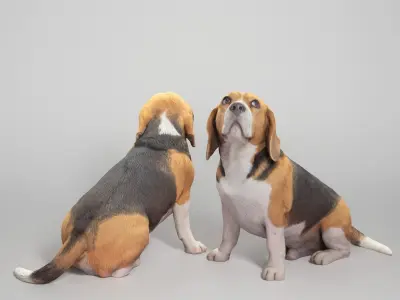 Beagle dog 18 Low-poly 3D model