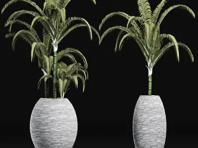 Plants Collection 185 Palm 3D model