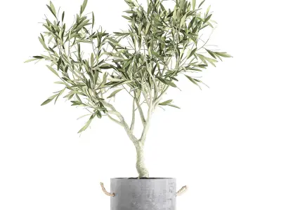 Olive tree for the interior in basket 643 3D model