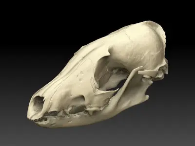 Fox Skull with Jaw Scan 3D model