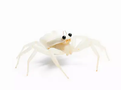 White Crab model pack Low-poly 3D model