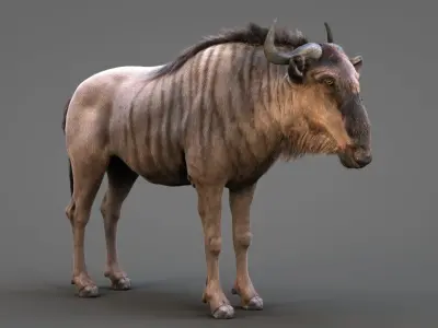 Wildebeest XGEN CORE RIGGED 3D model