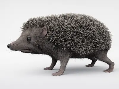 Hedgehog 3D model