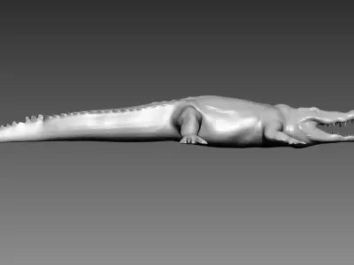 Crocodile base mesh for Zbrush 3D model