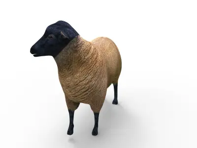 3D Sheep Rigged low poly  Low-poly 3D model