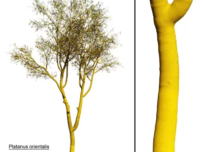 Platanus orientalis 3D model