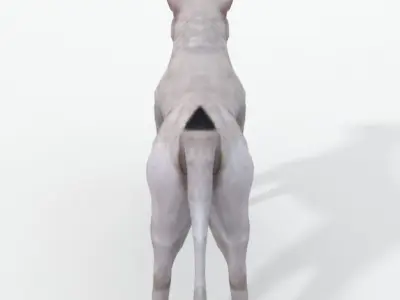 Pitbull dog Low-poly 3D model