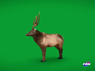 Elk Wapiti Deer Low-poly 3D model