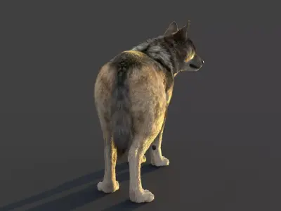 Wolf Xgen Rigged 3D model