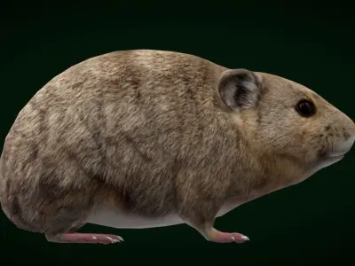 American Pika Rodent Low-poly 3D model