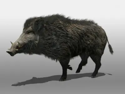 Wild Boar 3D model