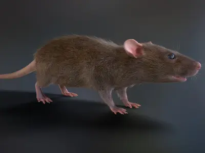 Mouse rat Low-poly 3D model
