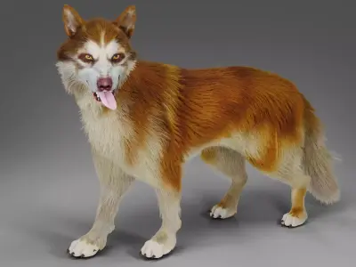 Fur Red Wolf Rigged in Blender Low-poly 3D model