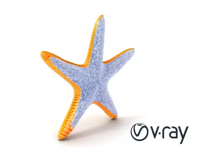 Starfish Texture Detailed Natural model pack Low-poly 3D model