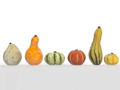 Gourds for Fall Decor 3D model