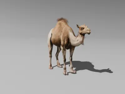 3D Camel Model Low-poly 3D model