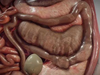 Guinea Pig Internal Anatomy Low-poly 3D model