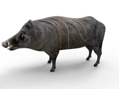 3d Wild Boar Rigged and Animated low poly Low-poly 3D model
