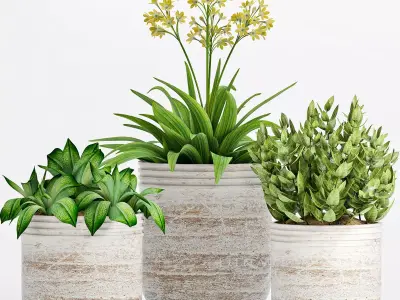 Decorative plant set-11 3D model
