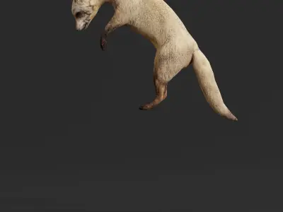 Bat Eared Fox Animal  Low-poly 3D model