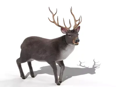Fur Rigged Gray Deer Stag Low-poly 3D model