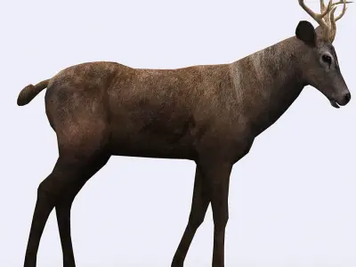 3DRT - Deer Low-poly 3D model