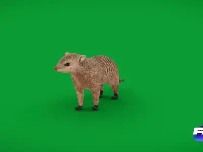 Banded Mongoose Low-poly 3D model
