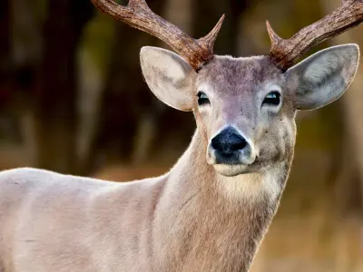 Deer 2025  ANIMATED  XGEN-CORE  3D model