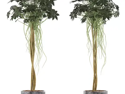 Plants Collection 90 3D model