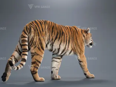 Bengal Tiger Animation - Blender 3D Model 3D model