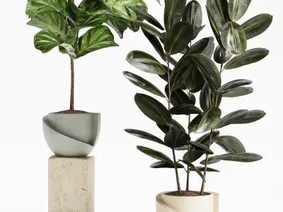 Indoor Plant Set 18 3D model