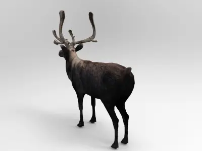 Black Reindeer rigged animated 3D model Low-poly 3D model