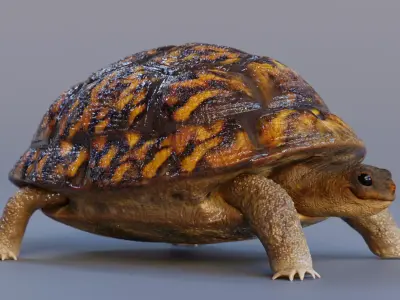 Turtle tortoise Low-poly 3D model