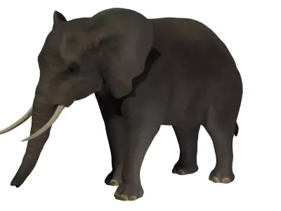African elephant Low-poly 3D model 2