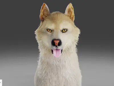 Fur Gray Wolf Rigged V02 in Blender Low-poly 3D model