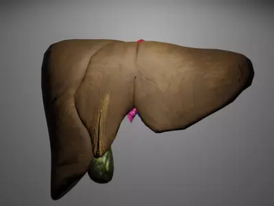 Human Liver 3D Model Low-poly 3D model