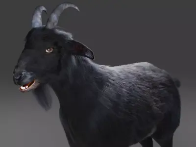 3D Fur Goat 05 NO Rigged in Blender Low-poly 3D model