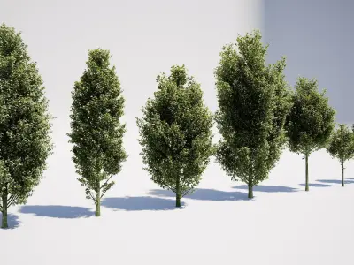 Carpinus Betulus - Hornbeam 3D model