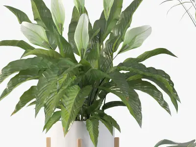 Plants collection 087 3D model