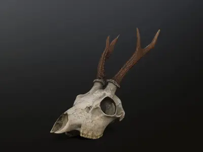Deer skull young Low-poly 3D model