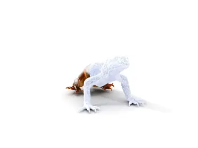 Realistic Lizard D Model Pack for Animation and Games Low-poly 3D model