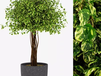 Tree ficus 002 3D model