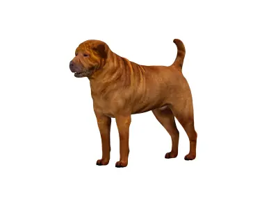 Shar Pei Dog Low-poly 3D model
