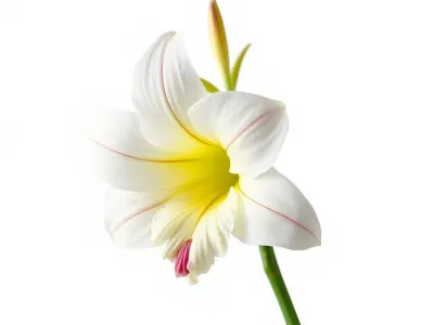 Freesia Grandiflora Large Blooms Model Pack Low-poly 3D model