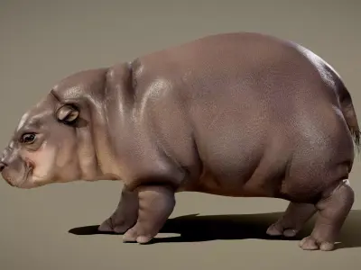 Baby Pygmy Hippopotamus 3D model