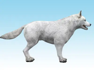 Wolf White Arctic  3D model