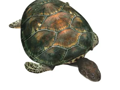 Sea Turtle Low-poly 3D model