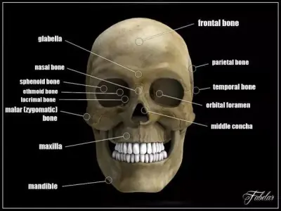 Human skull std mat 3D model