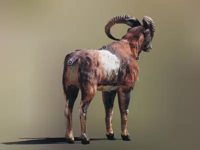 Ovis Animated Low-poly 3D model